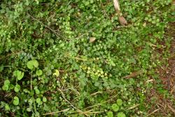 Asplenium flabellifolium. Mature plants scrambling over the ground.
 Image: L.R. Perrie © Leon Perrie CC BY-NC 3.0 NZ